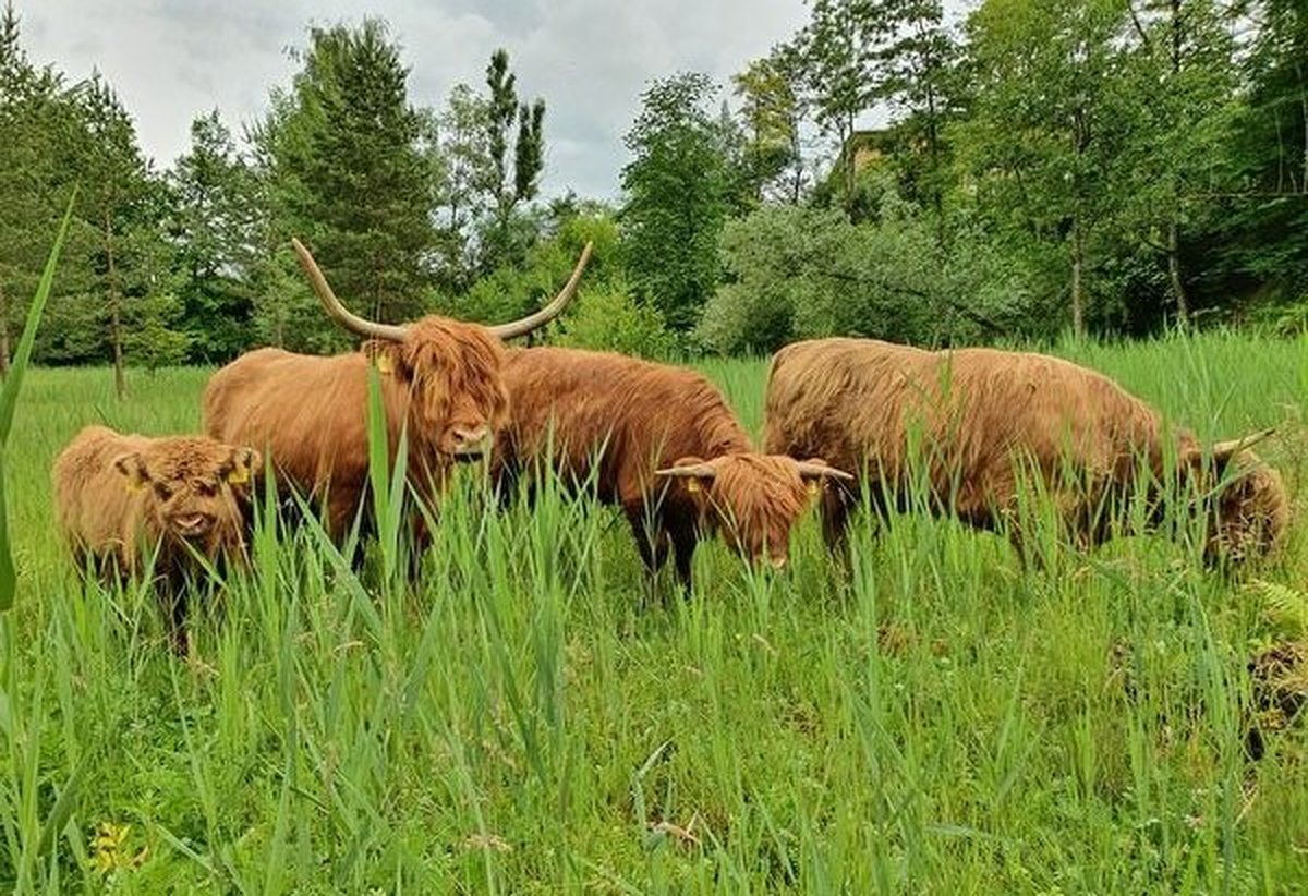 Sanfte Landschaftspfleger: Hochlandrinder im Naturschutzgebiet
