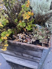 Müll-Ärger am Zentrumsplatz spitzt sich  zu!