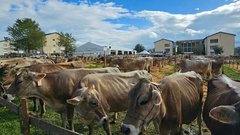 Viehschau Niederhelfenschwil auf dem Rotachhof in Zuckenriet